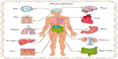 Organlarmz ve Grevleri
