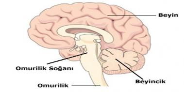 Merkezi Sinir Sistemi Organlar ve Grevleri