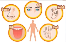 Dış Organlarımız Yapısı ve Görevleri Dış Organlarımız Yapısı ve Görevleri