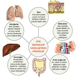 Sindirim Sistemi Organları ve Görevleri Nelerdir? Sindirim Sistemi Organları ve Görevleri Nelerdir?