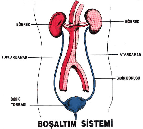 Boşaltım Sistemi Organları ve Görevleri