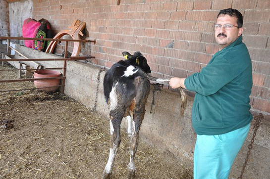 Çift Cinsiyet Organı