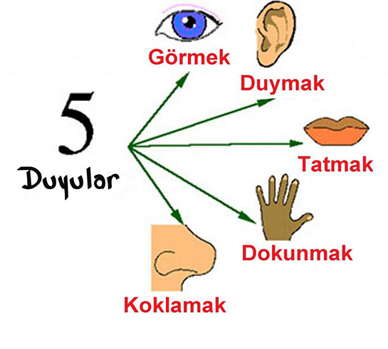 Duyu Organlar