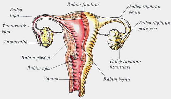 Kadn reme Organ