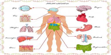  Organlarmz Ve Grevleri