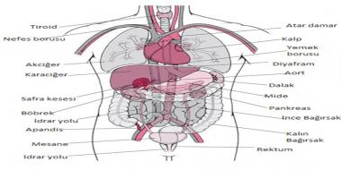 nsan Vcudu  Organlar