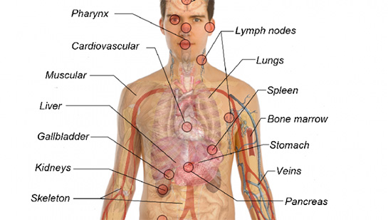 Organ Haritası Özellikleri ve Faydaları Nelerdir?