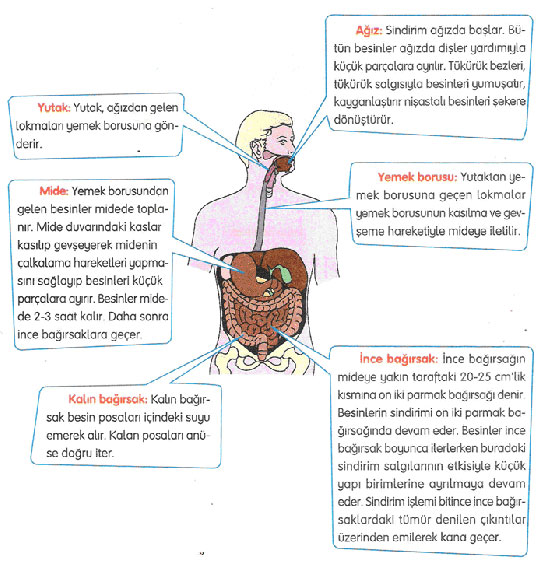 Organların Görevleri ve Yapısı