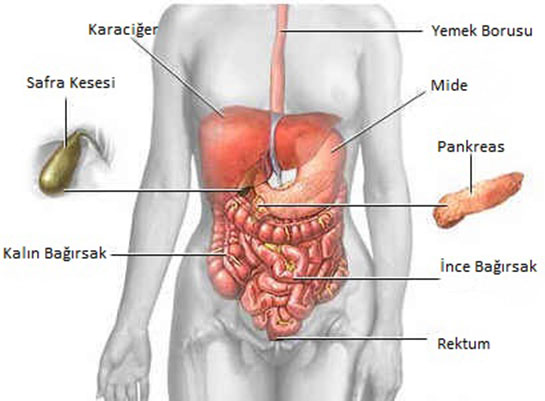 Organlarn Yerleri