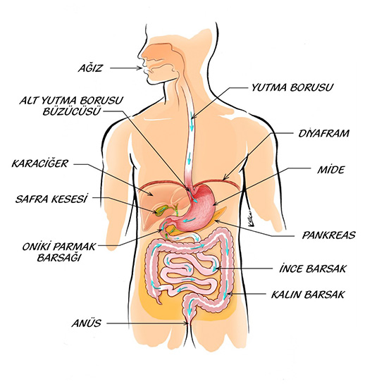 Sindirim Sistemi Organlar