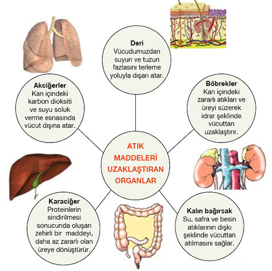Sindirim Sistemi Organları ve Görevleri Nelerdir?