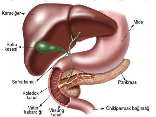 Sindirime Yardmc Organlar