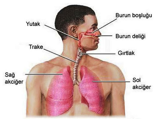 Solunum Sistemi Organları ve Görevleri